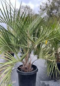 Pindo (Jelly) Palm