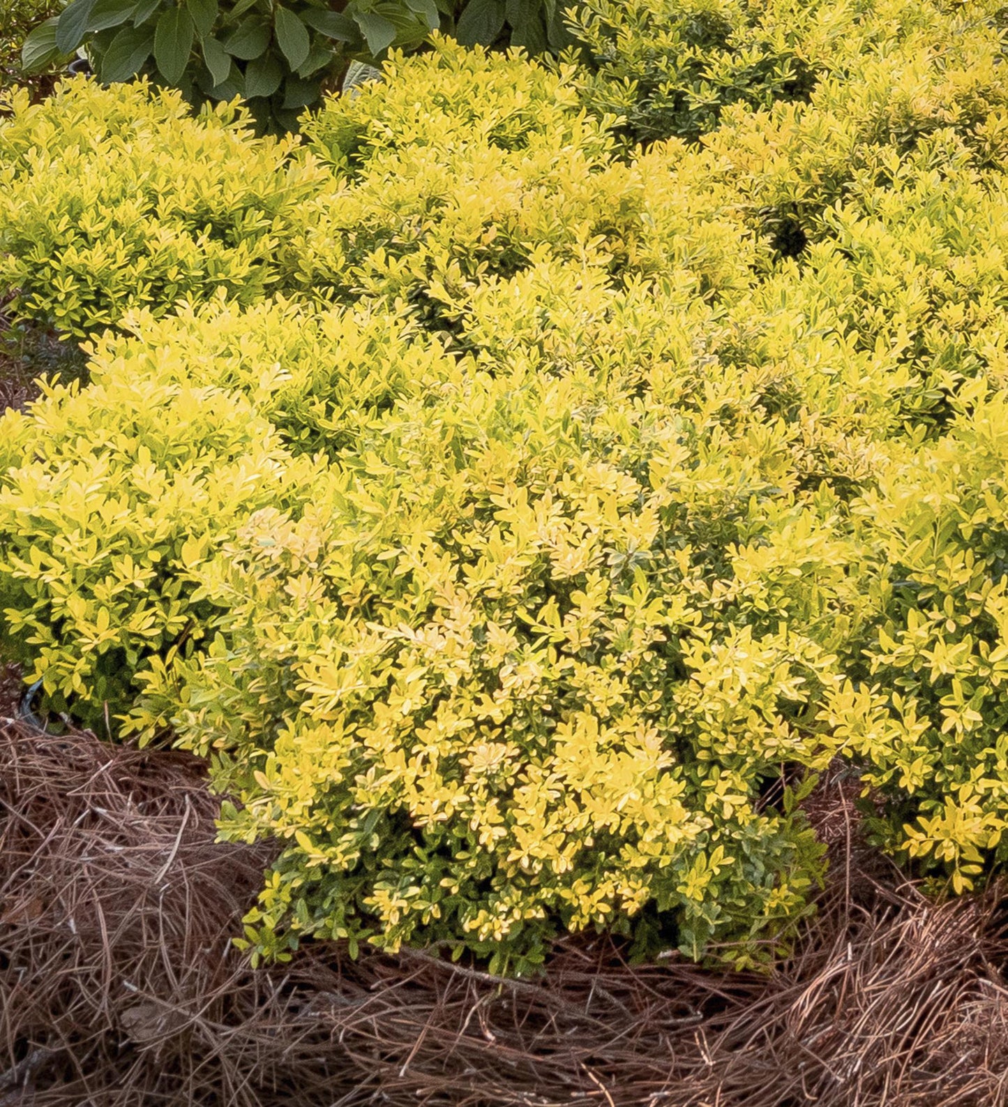 Southern Living Touch of Gold ® Holly