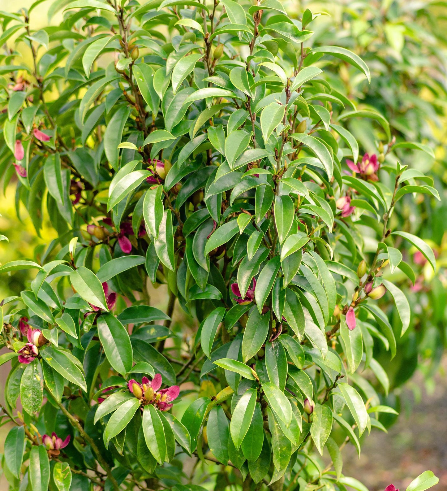 Southern Living Stellar Ruby Magnolia