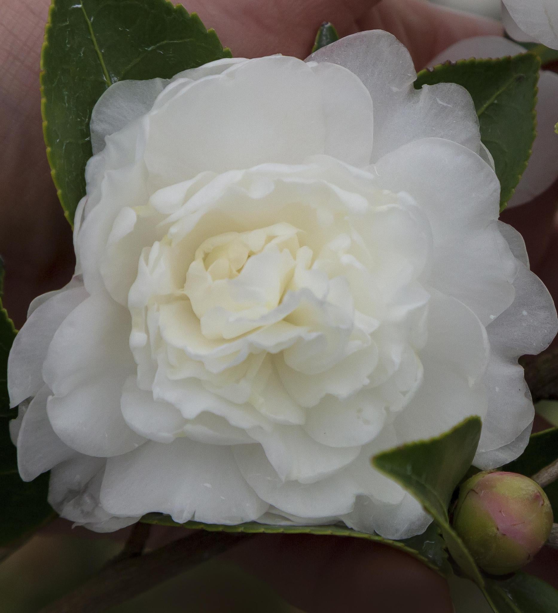 October Magi Southern Living October Magic ® White 'Shi Shi' ™ Camellia – A Bloom ...