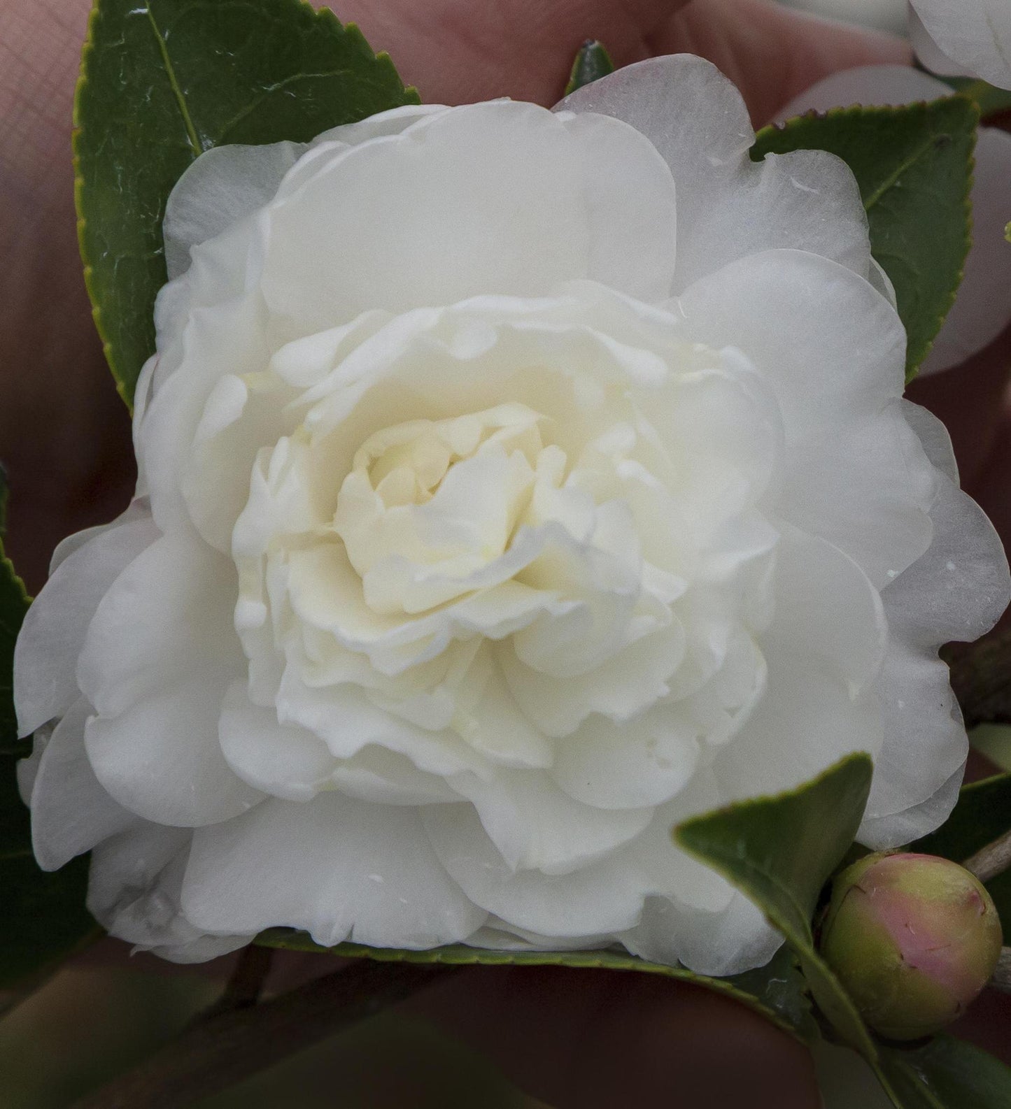 Southern Living October Magic ® White 'Shi Shi' ™ Camellia