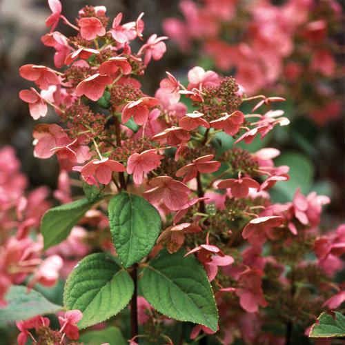 Proven Winners Quick Fire ® Panicle Hydrangea