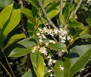 Sweet Olive Osmanthus Fragrans