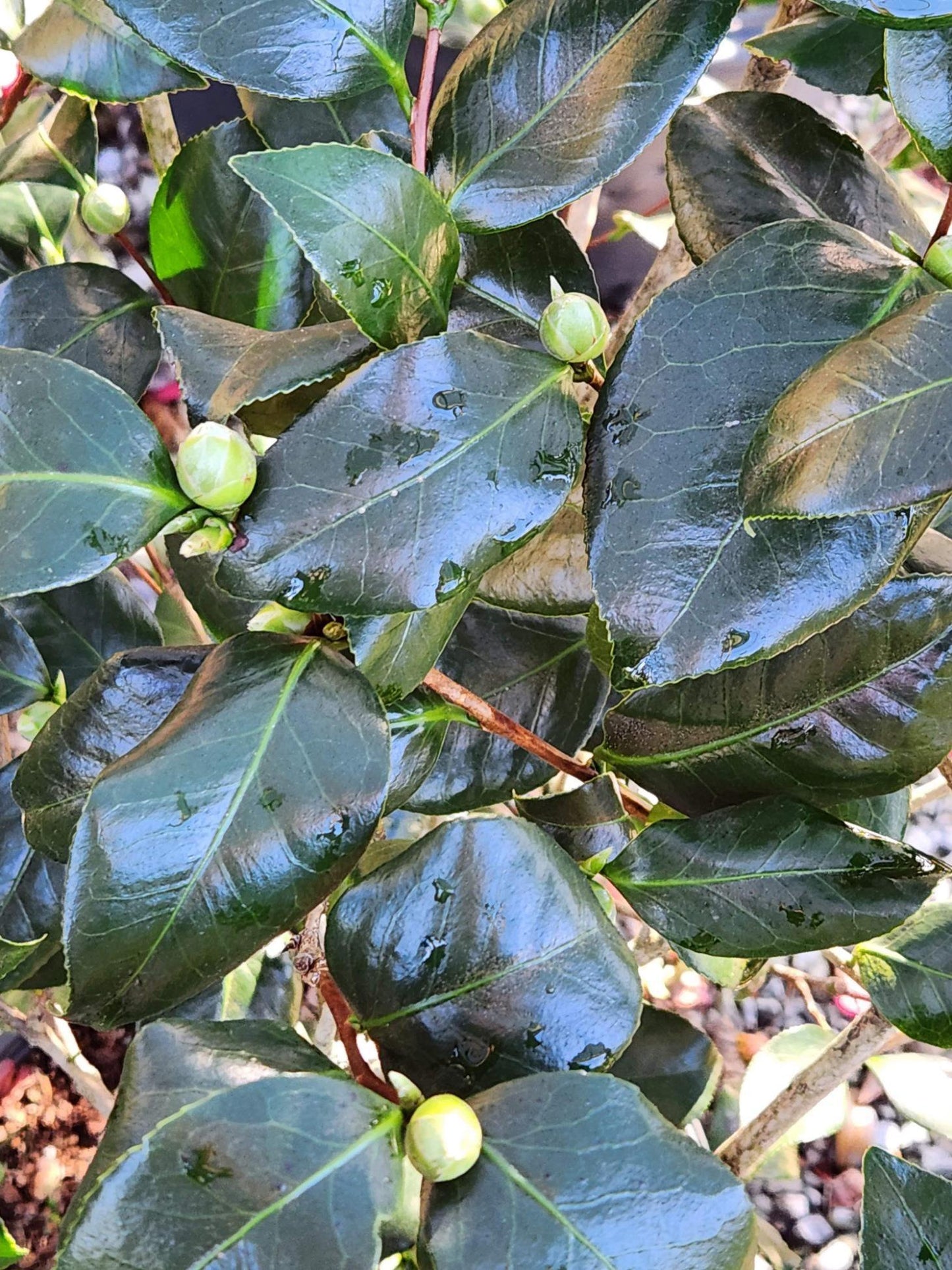 Camellia Japonica Greensboro Red