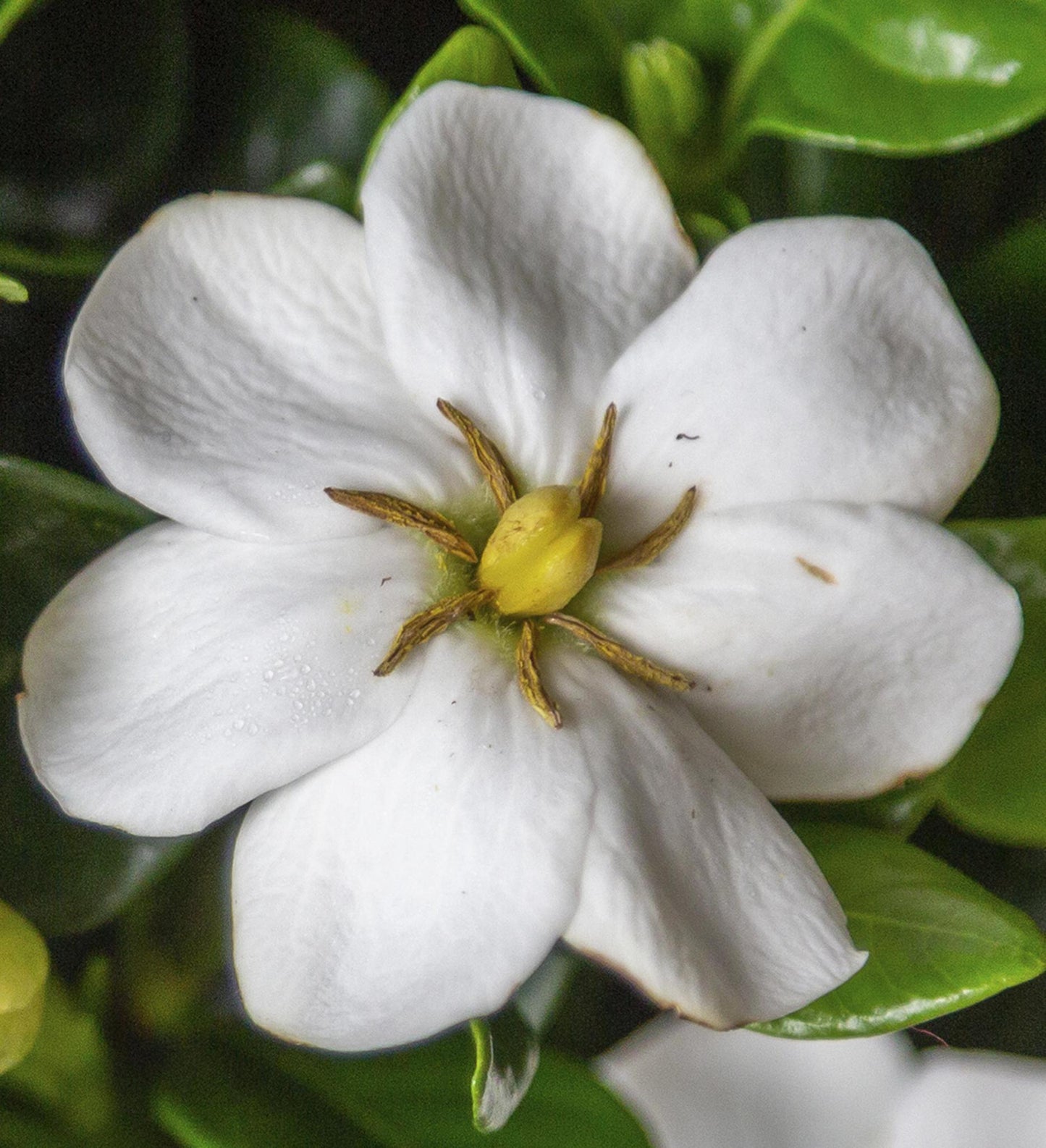 Southern Living Diamond Spire ® Gardenia