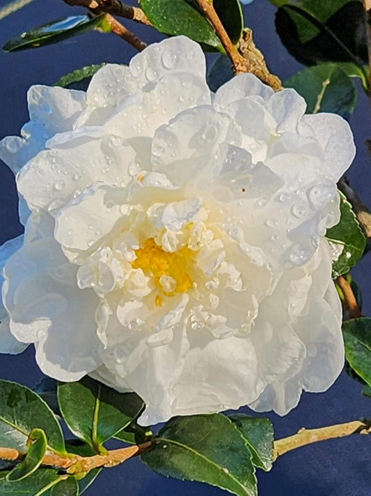 Camellia Sas. Mine No Yuki white