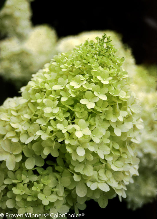 Proven Winners Limelight Panicle Hydrangea