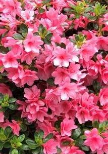 Azalea Coral Bell Kurume