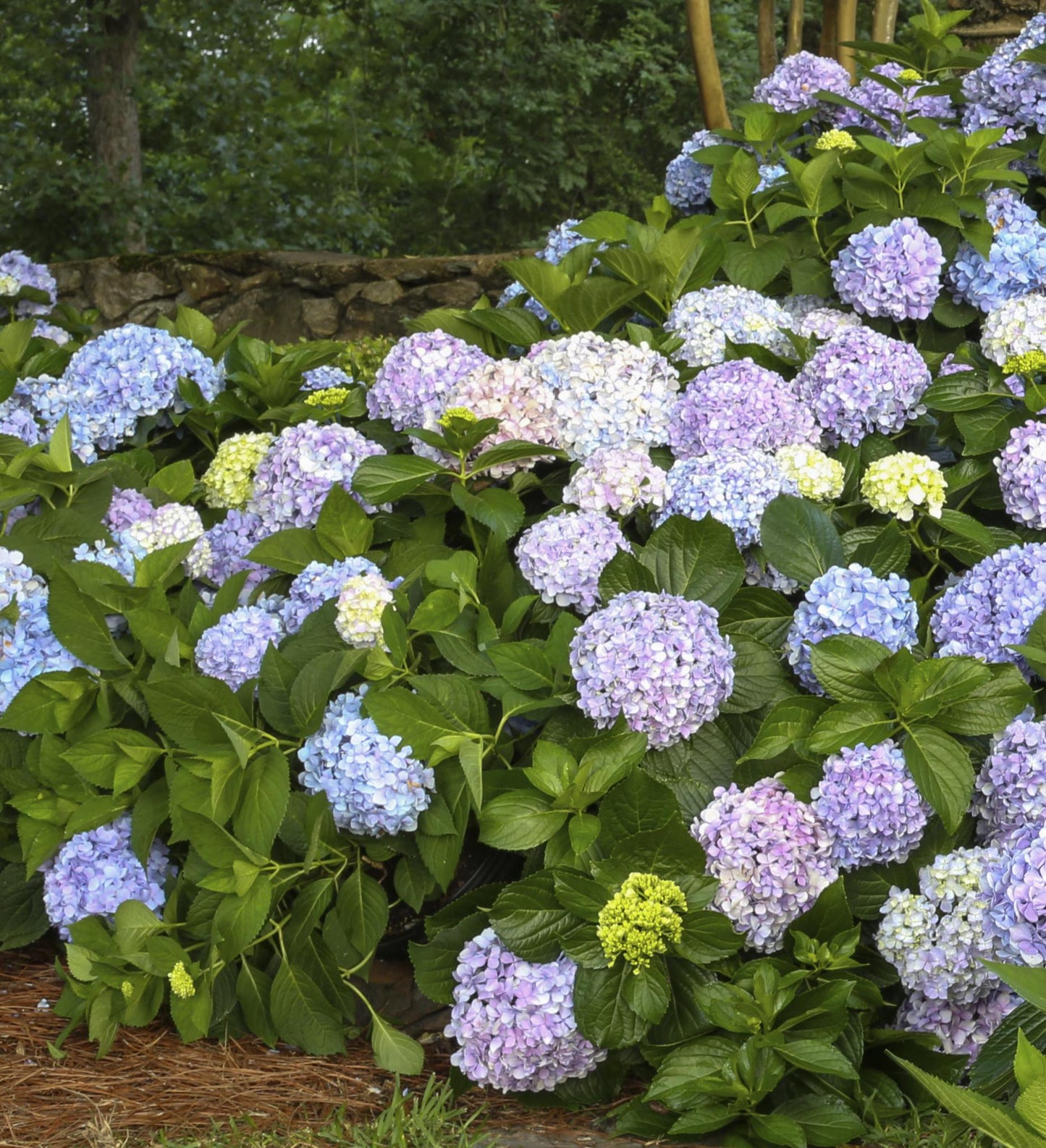 Southern Living Big Daddy Hydrangea