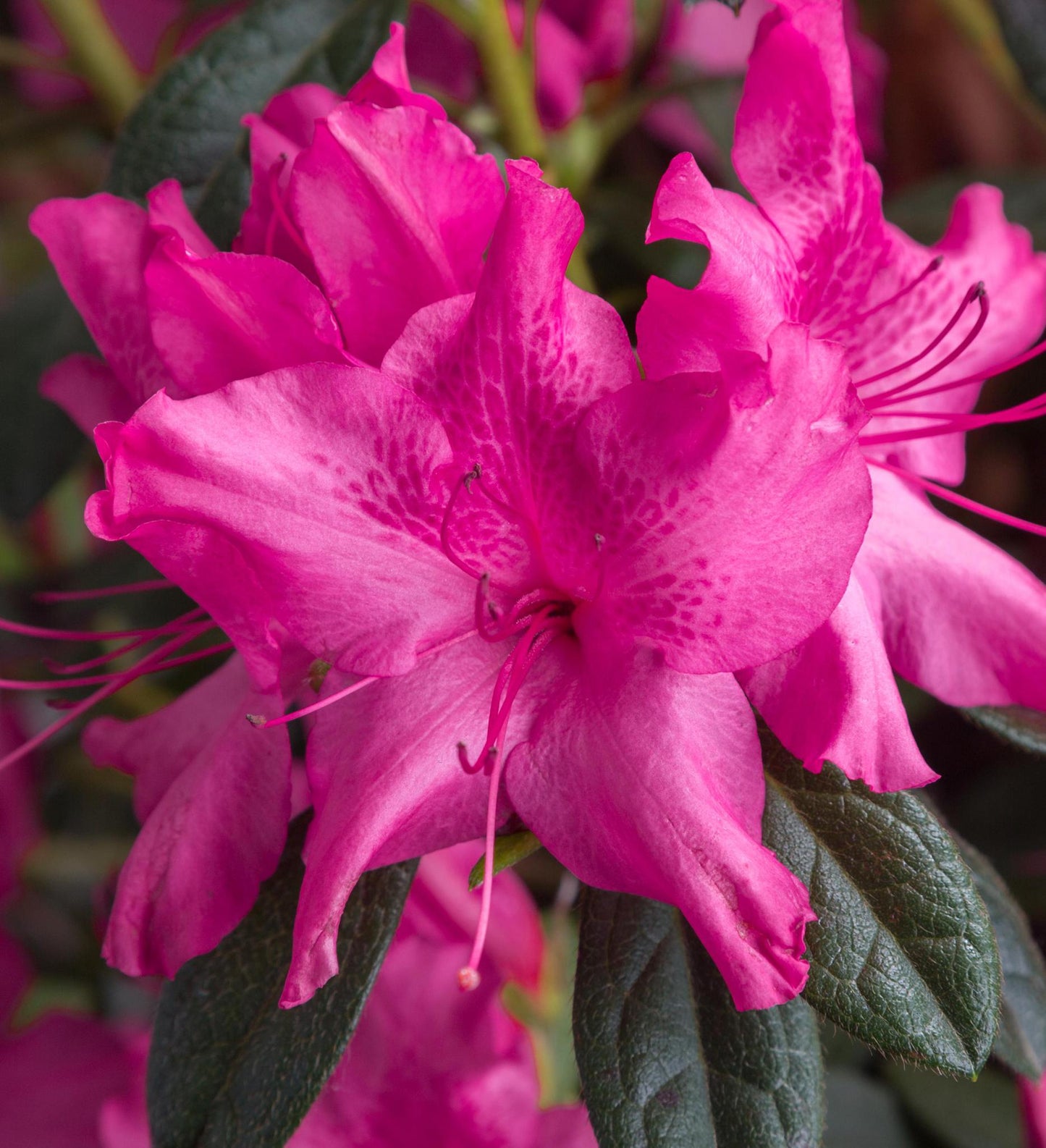 Azalea Encore Autumn Sundance ®