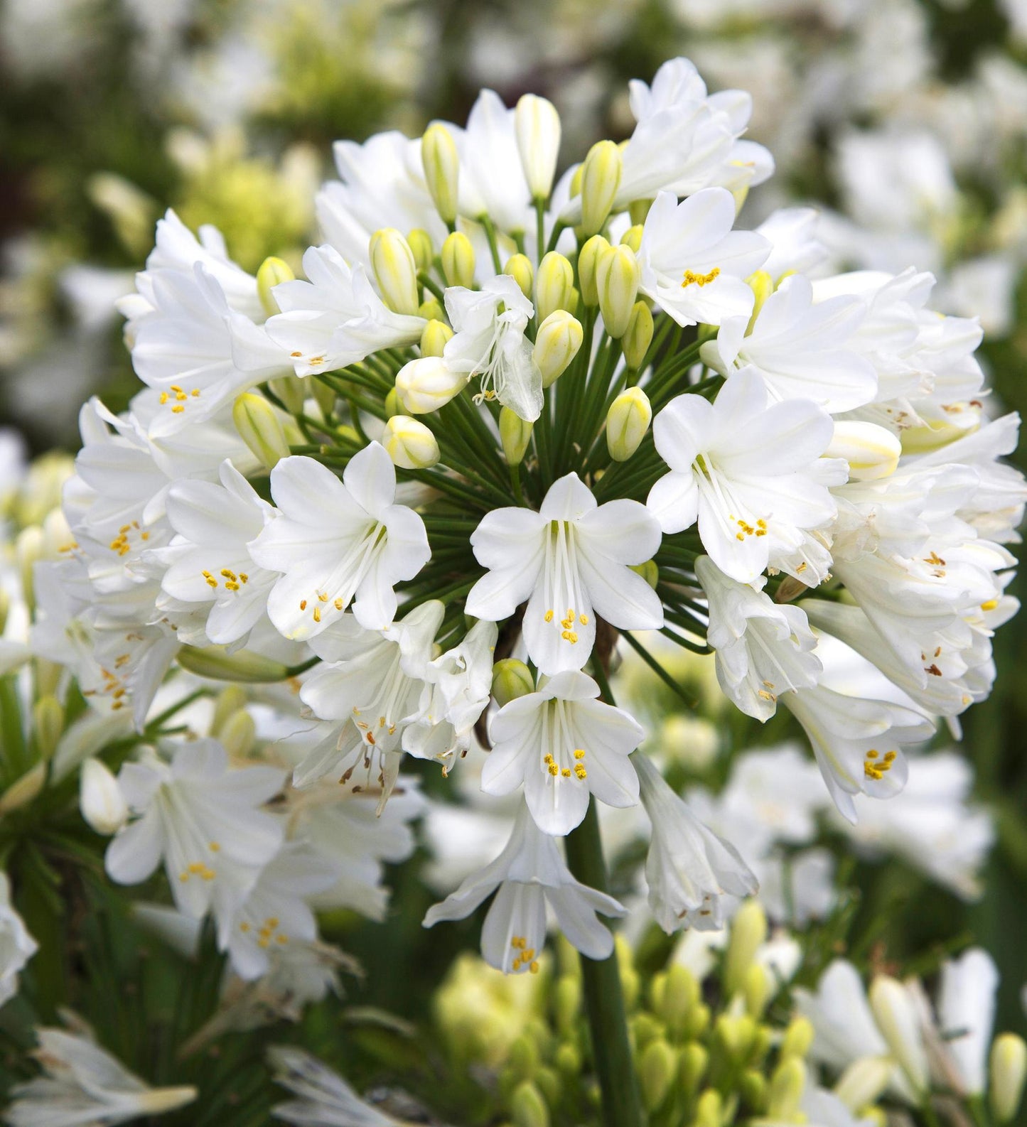 Southern Living Agapanthus