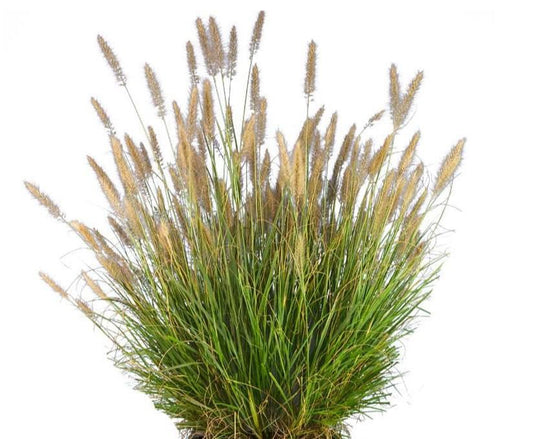 Pennisetum A. Cassian grass