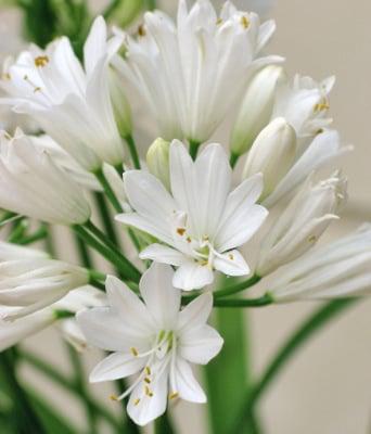 Agapanthus Double Diamond ™