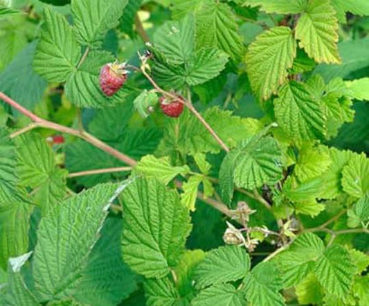 Raspberry Bush