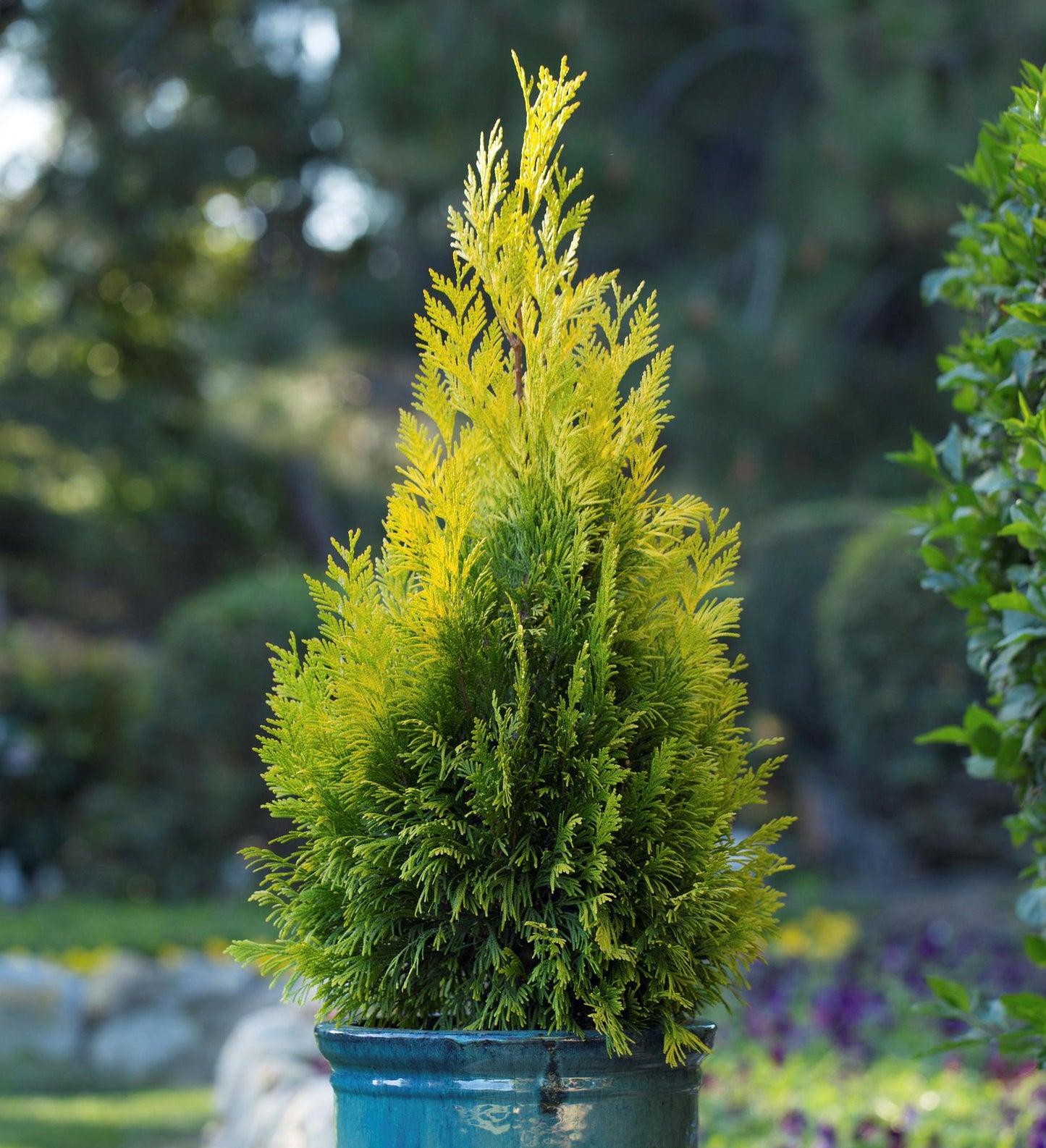 Southern Living Forever Goldy® Arborvitae