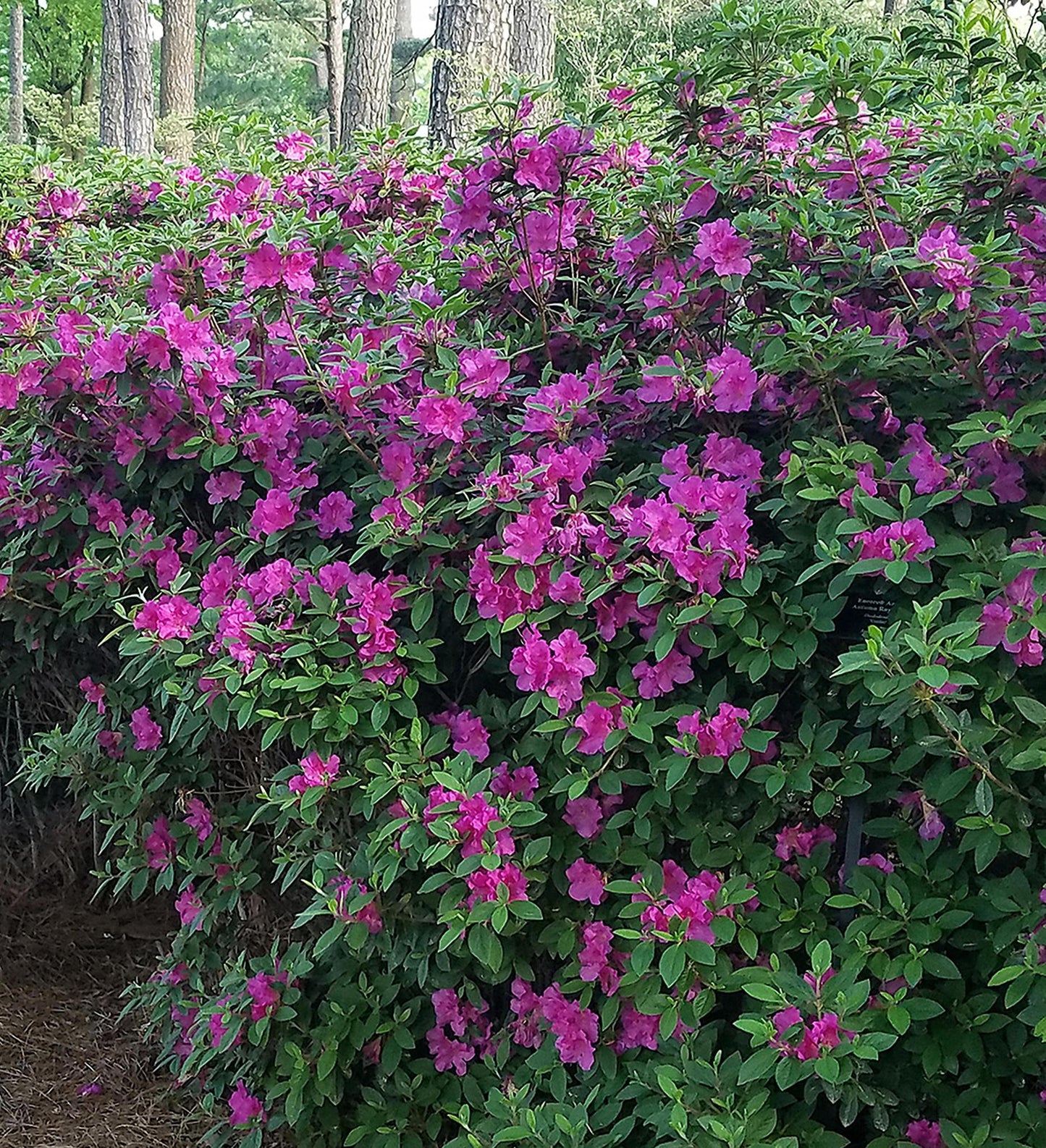 Azalea Encore Autumn Royalty ®