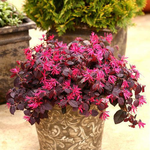 Proven Winners Loropetalum Jazz Hands ® Pink Chinese Fringe Flower