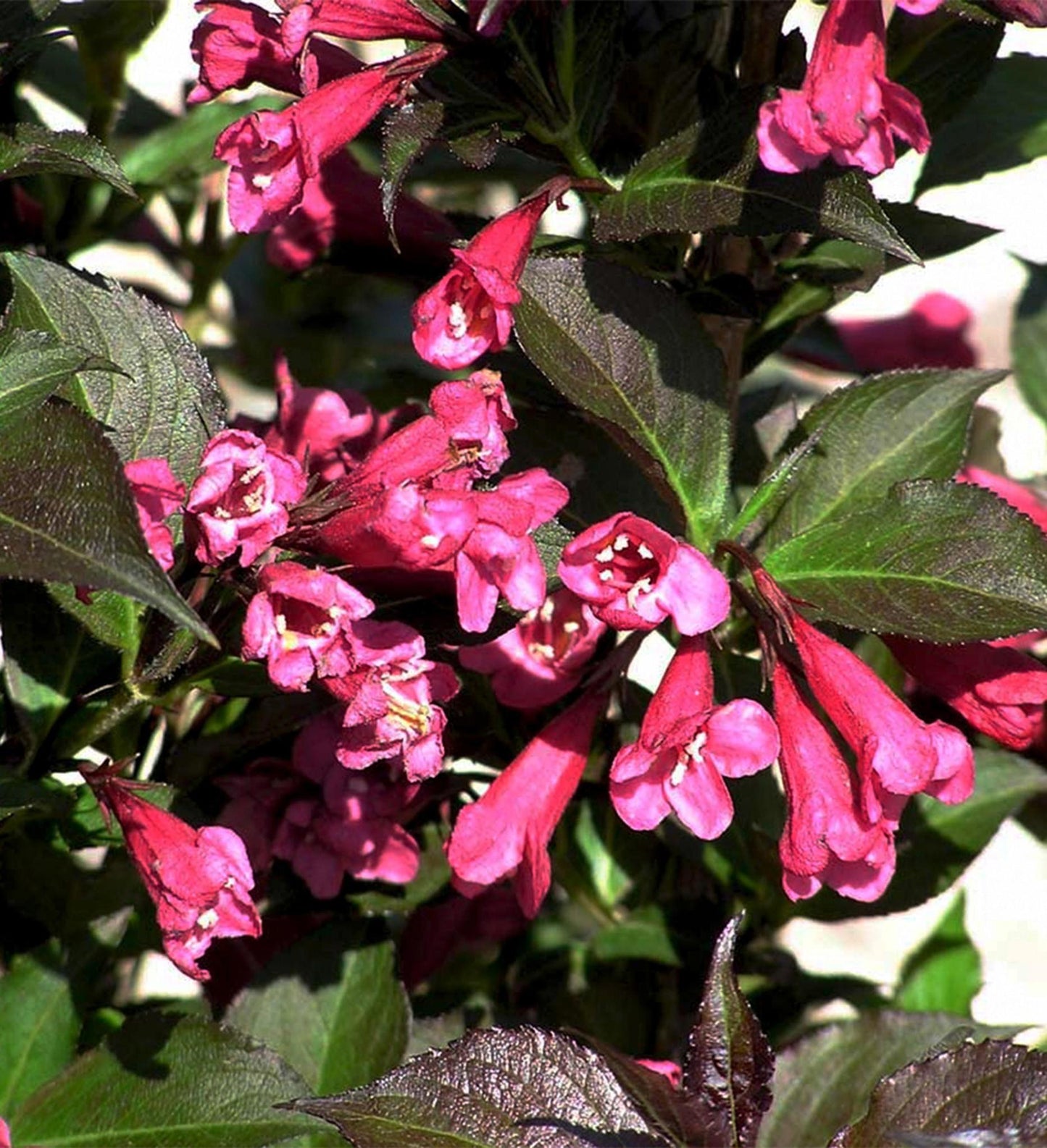 Southern Living Weigela