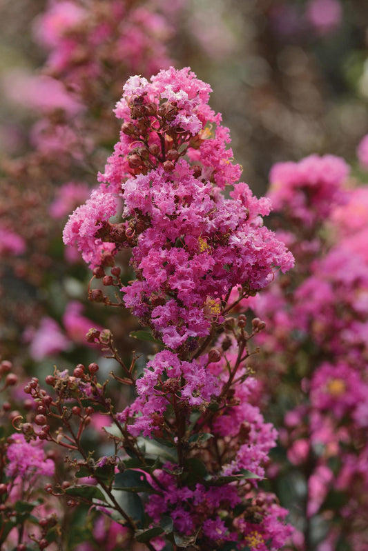 Enduring Lavender Crape Myrtle