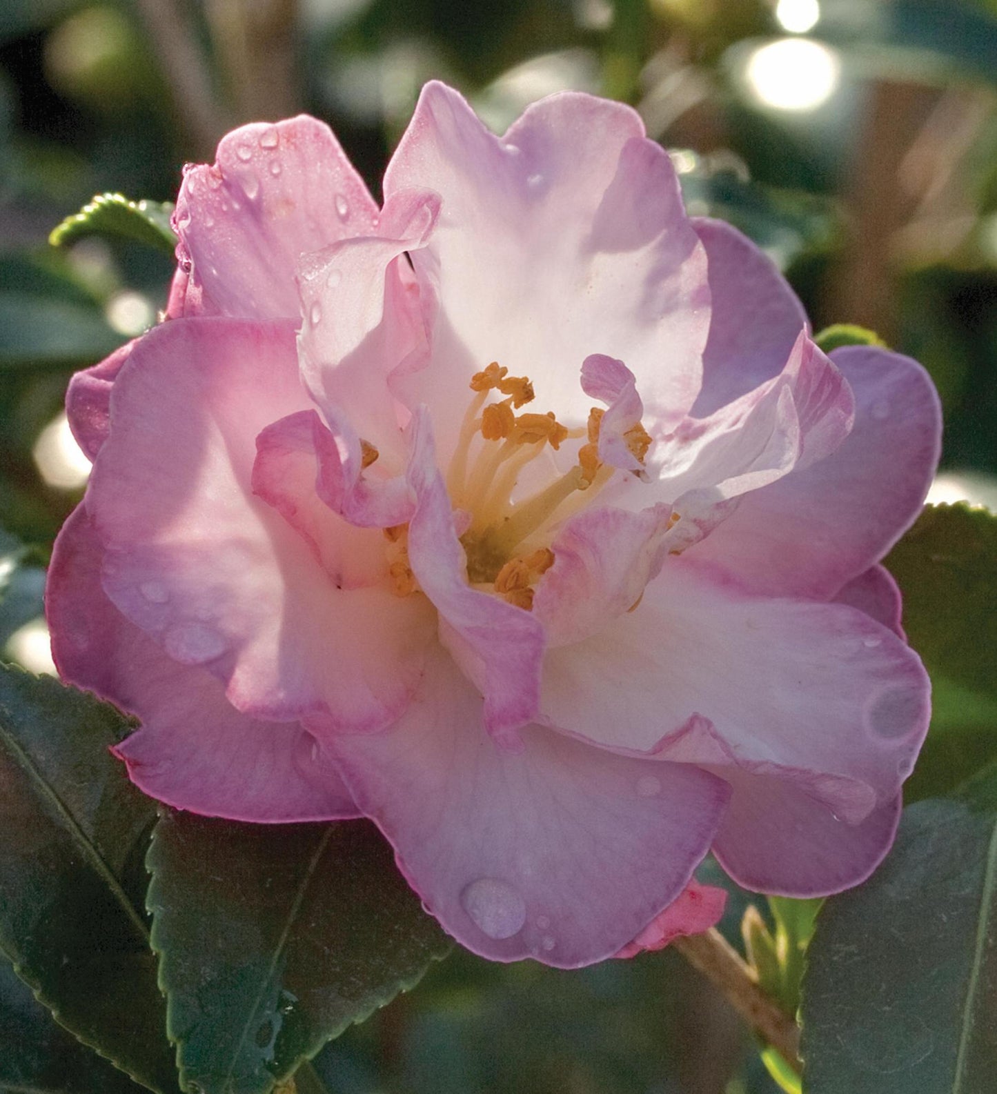 Southern Living October Magic ® Orchid ™ Camellia