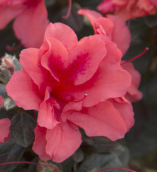 Azalea Encore Autumn Princess ®