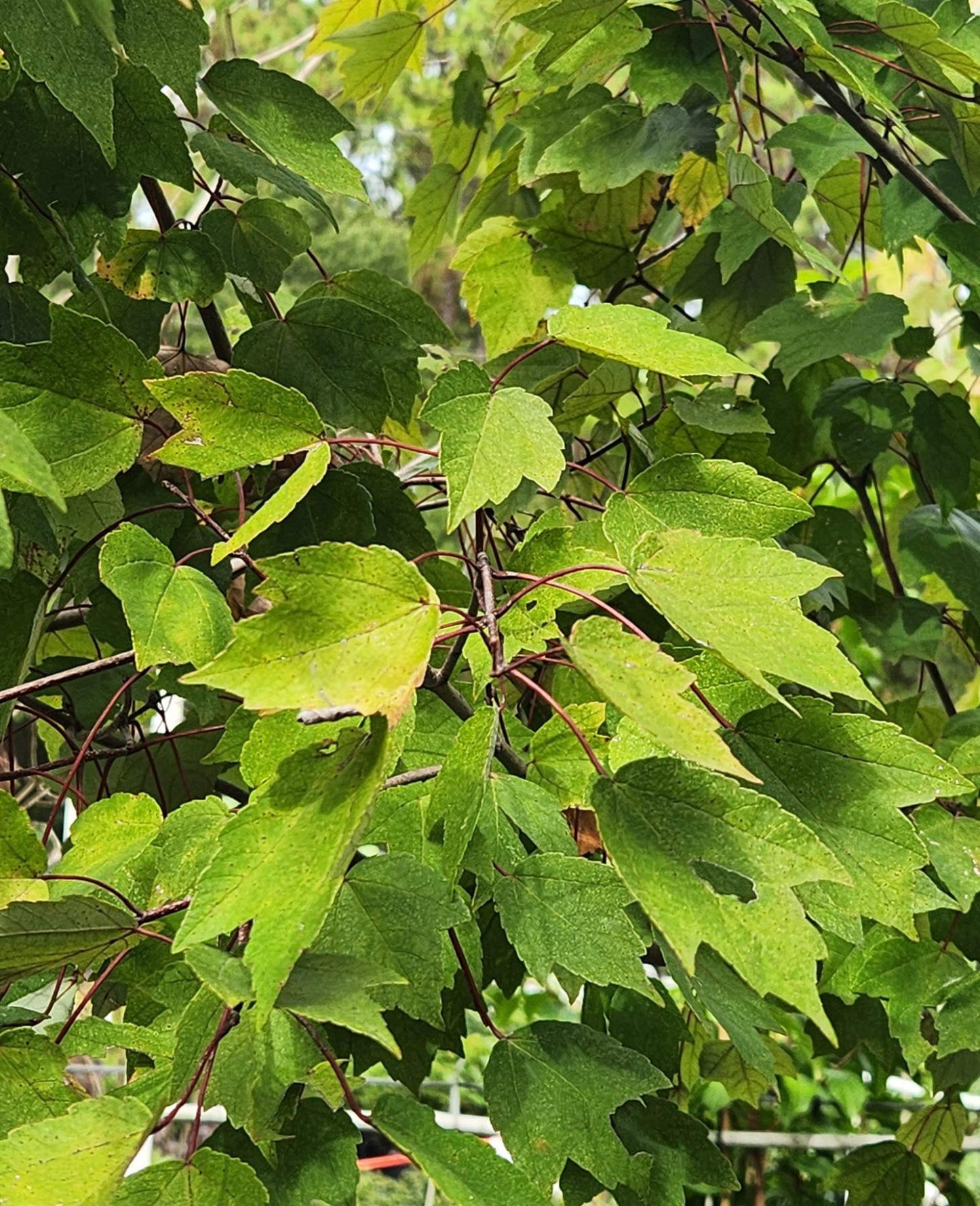 Maple Summer Red