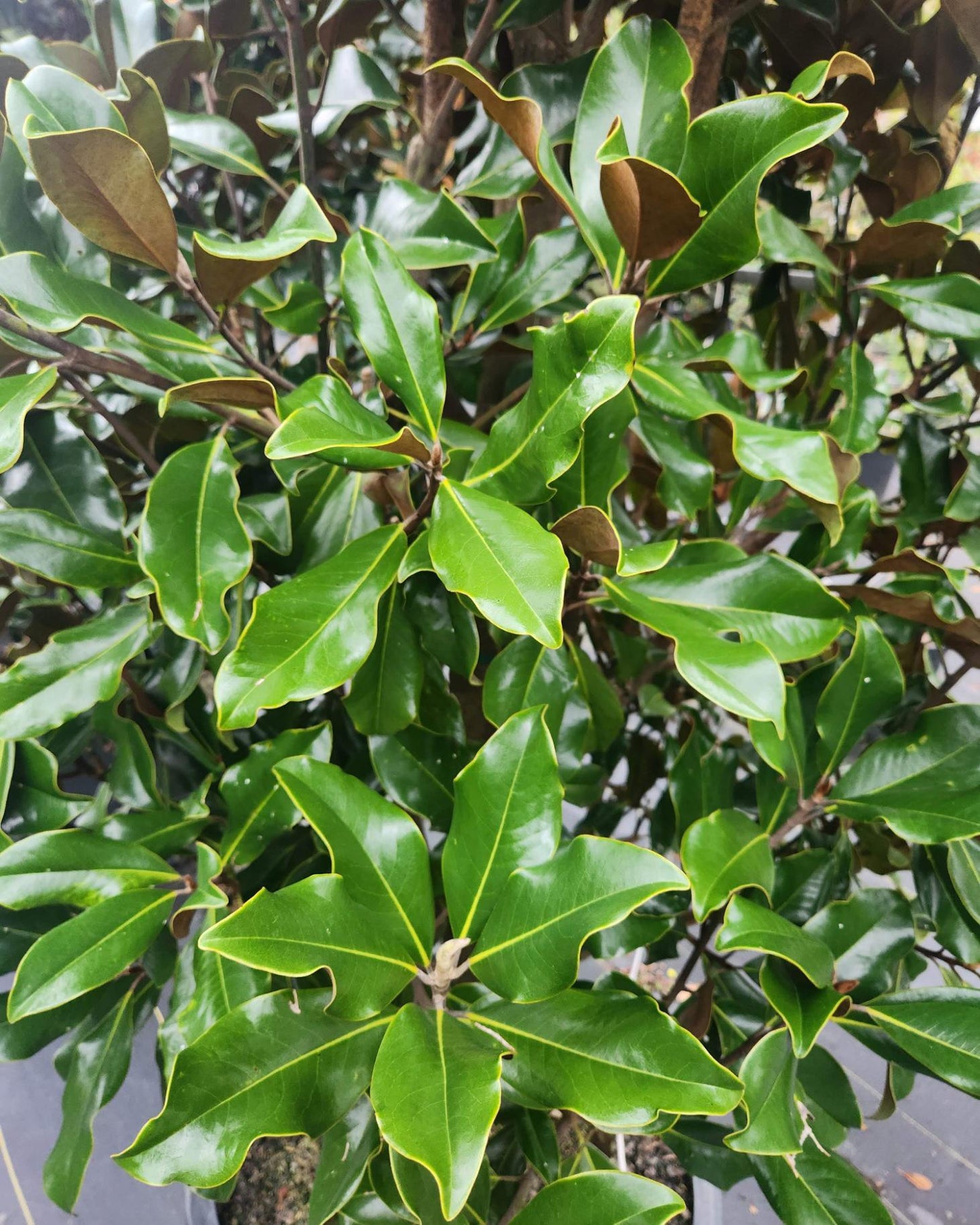 Magnolia Brackens Brown Beauty