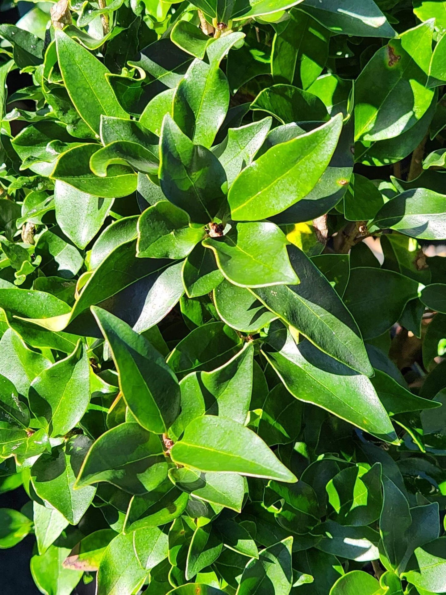 Ligustrum Recurve