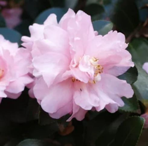 Camellia J. Pink Perfection