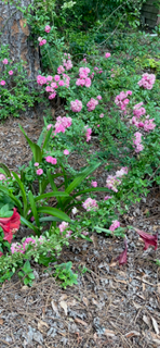 Rose Climbing Peggy Martin