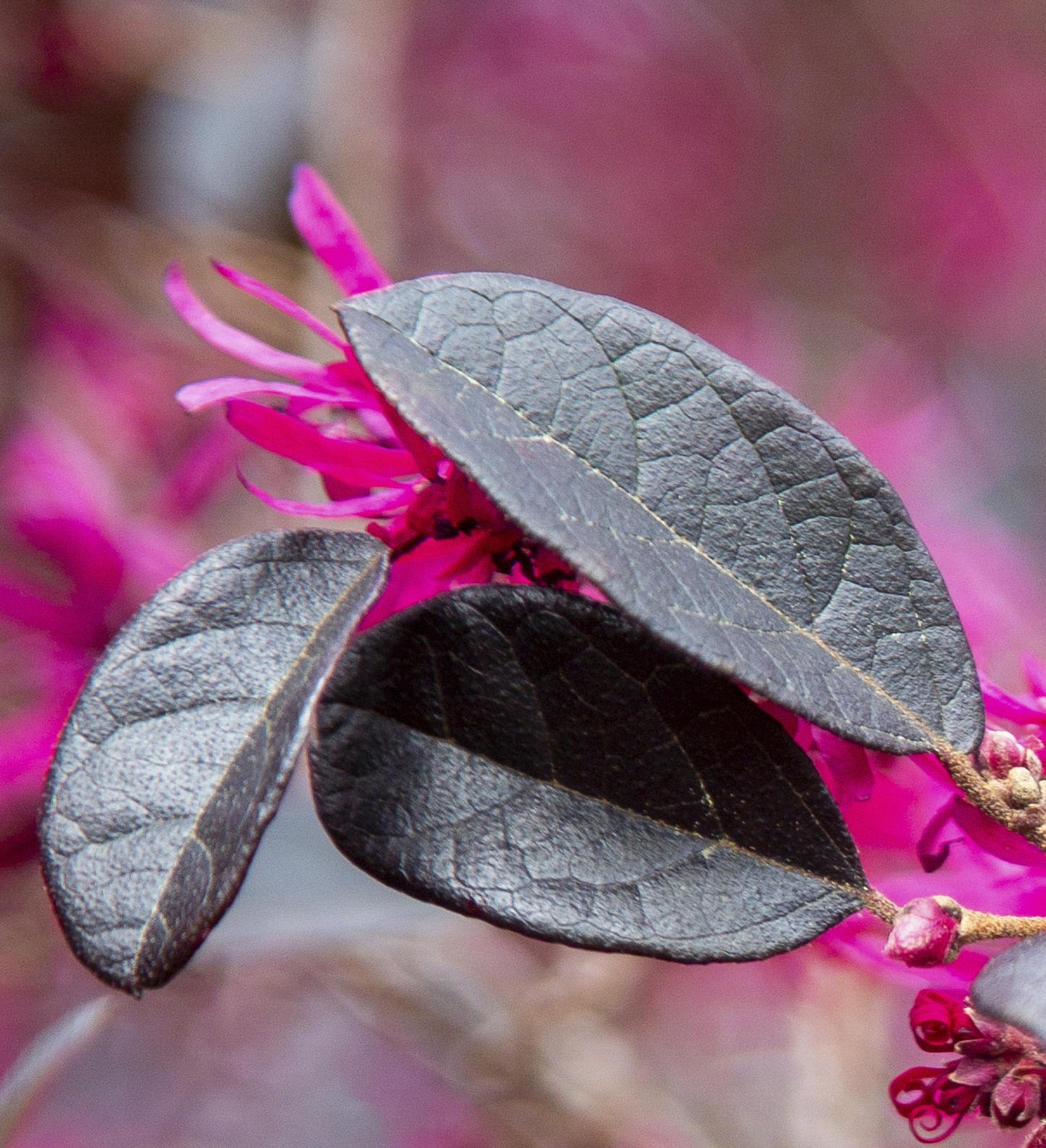 Southern Living Purple Diamond ® Semi-dwarf Loropetalum