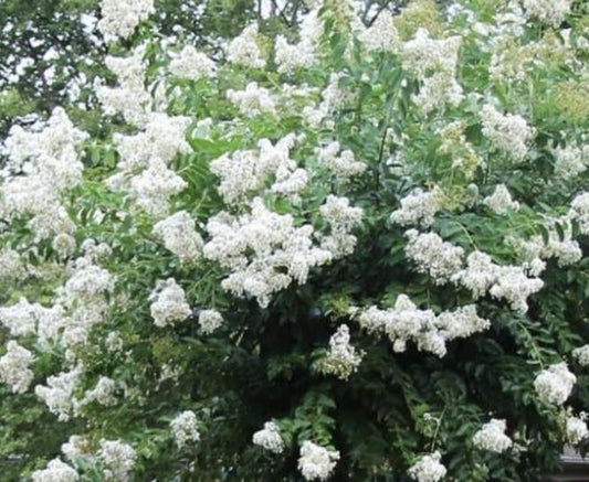 Crape Myrtle Miss Sandra