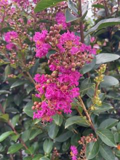 Crape Myrtle Miss Sandra