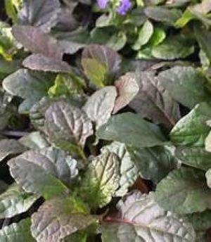 Ajuga Bronze Beauty