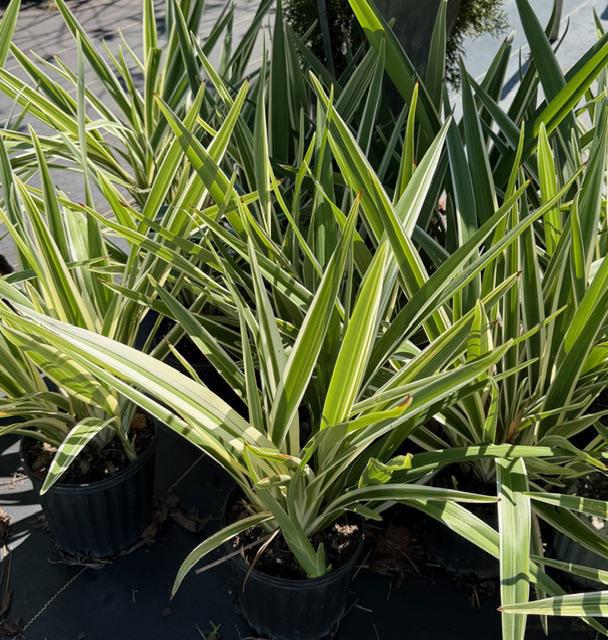 Dianella Flax Lily Variegated