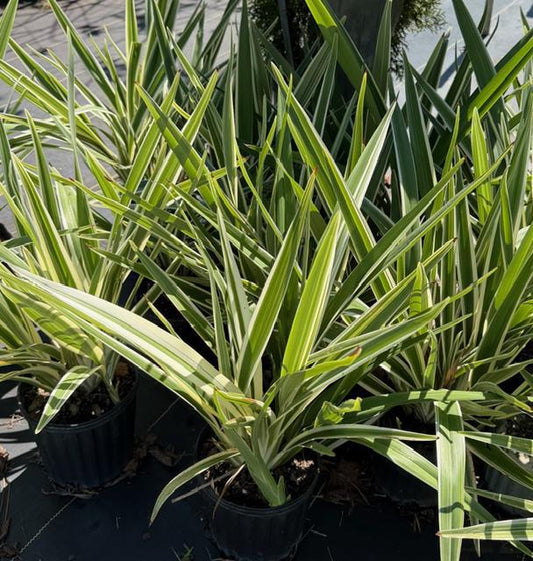 Dianella Flax Lily Variegated