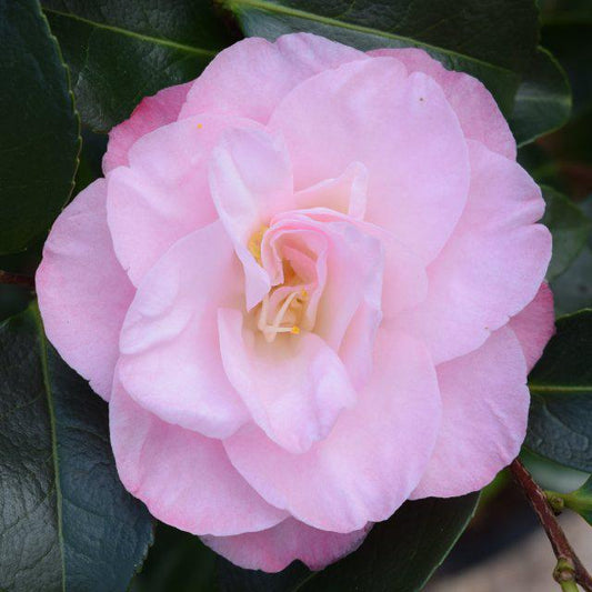 Camellia J. Dr Tinsley