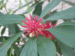 Illicium Floridanum