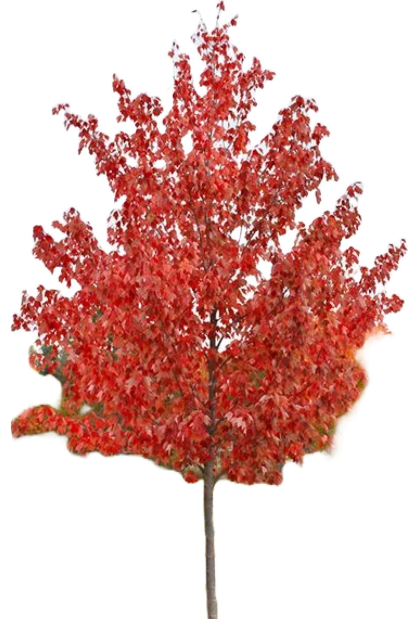 Red Maple Florida Flame Acer Rubrum