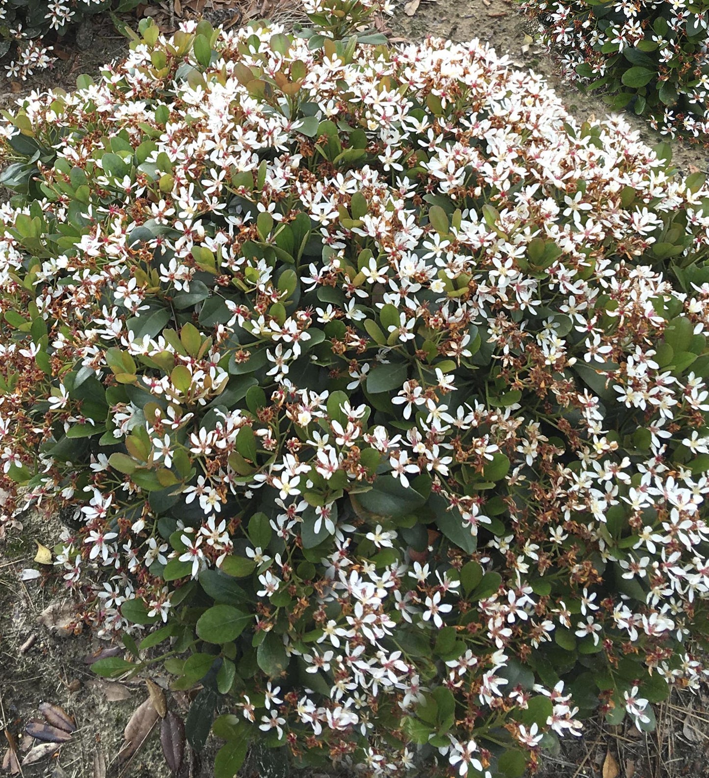 Southern Living Clean Sweep ™ Snow Bank ™ Indian Hawthorne