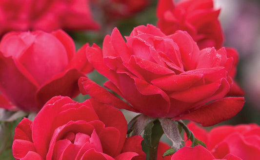 Knock - Out Rose Radtko DBL Red