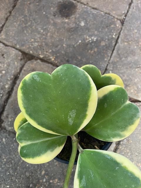 Hoya Kerrii Variegated