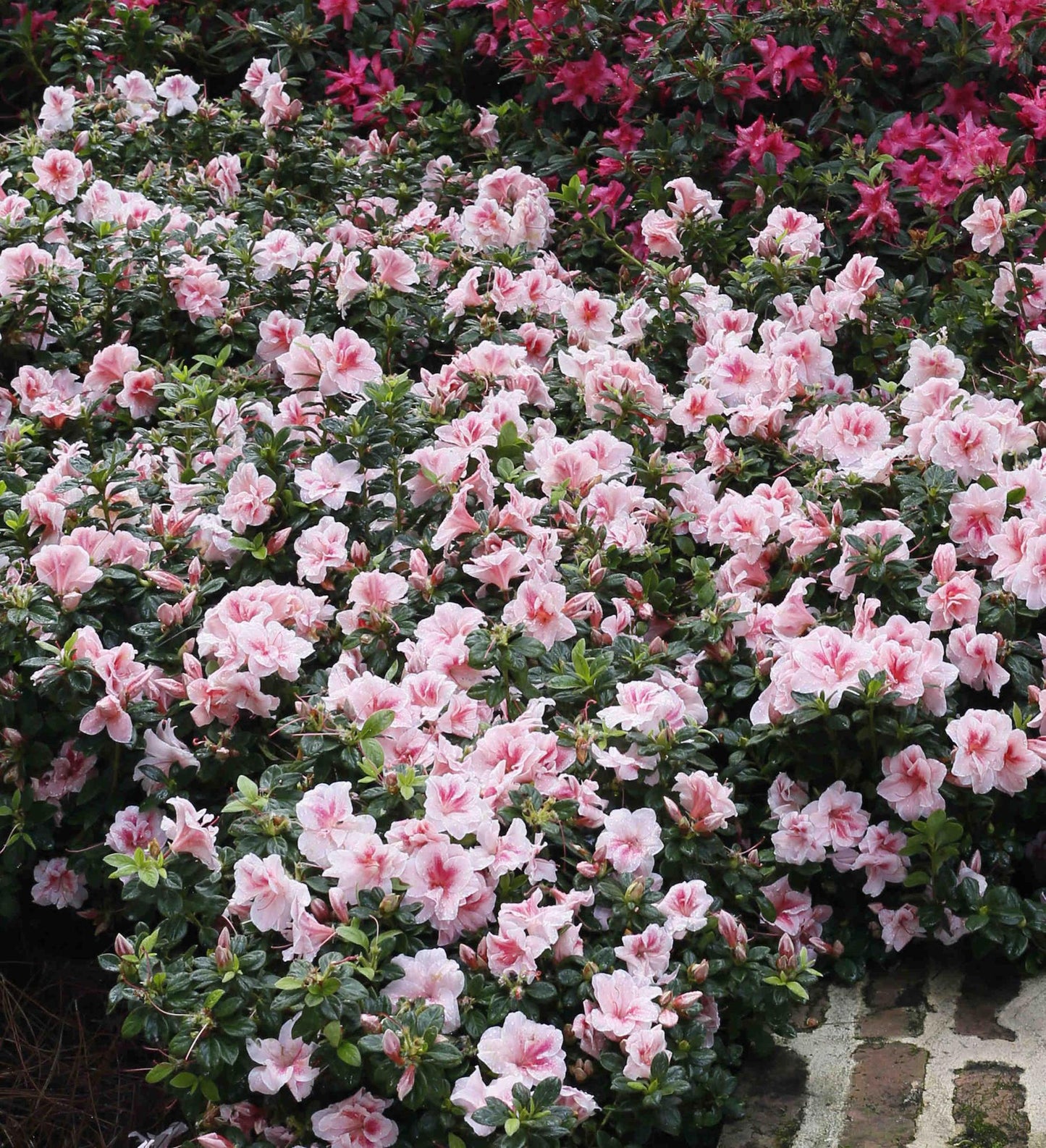 Azalea Encore Autumn Belle ®