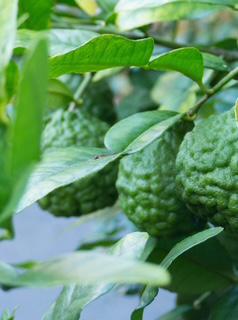 Kaffir Lime