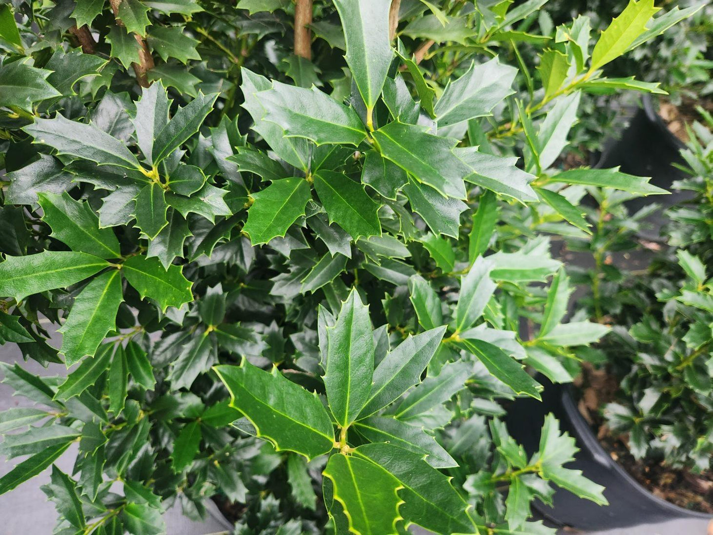 Oakleaf Holly