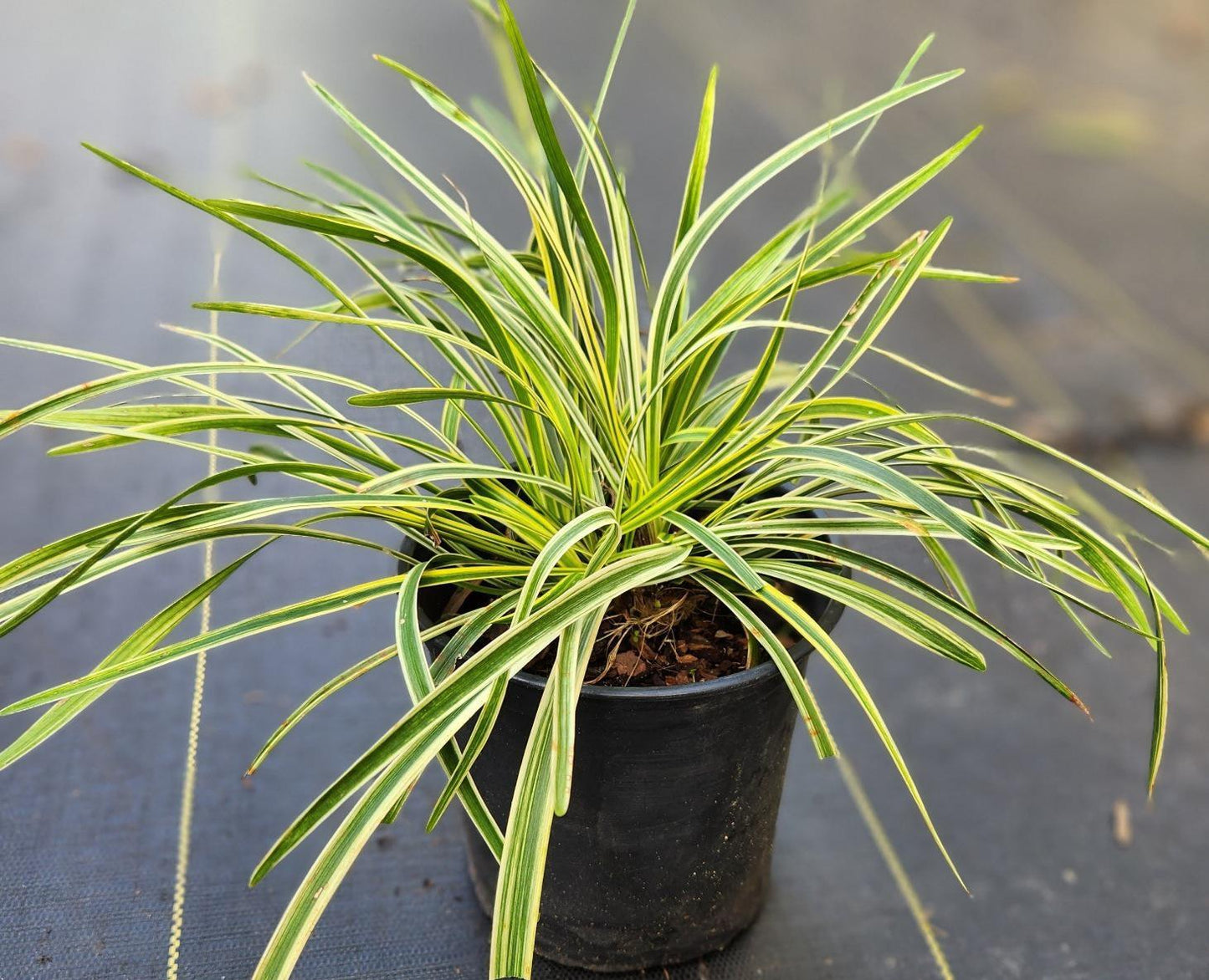 Liriope Variegated