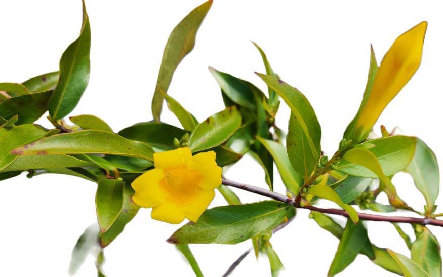 Carolina Jasmine