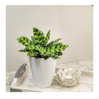 Leafjoy™ Calathea