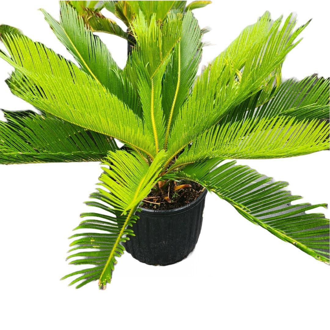 Sago Palm