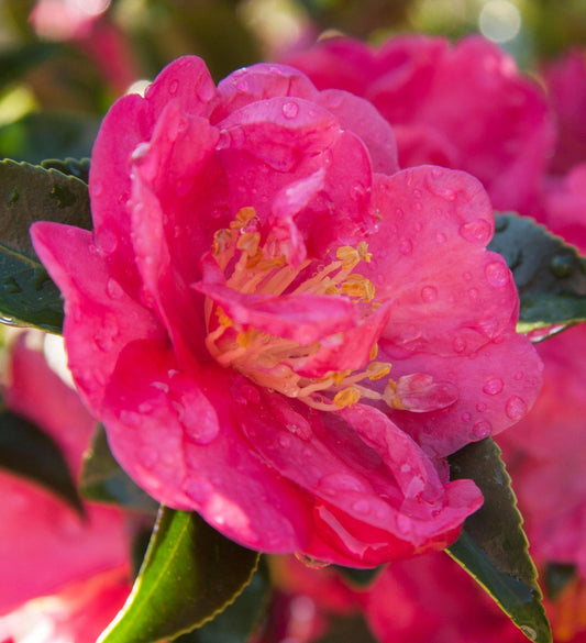 Southern Living October Magic ® Rose ™ Camellia